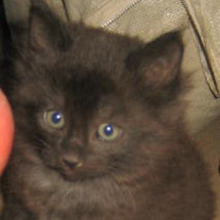 子猫の里親募集