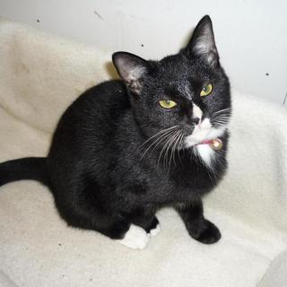 黒猫ちゃん