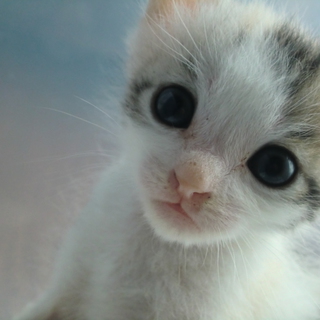 里親さま決定致しました！有難うございました