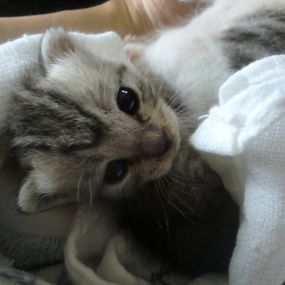 里親様決定致しました！ありがとうございました