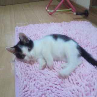 ♂子猫　里親決定♪