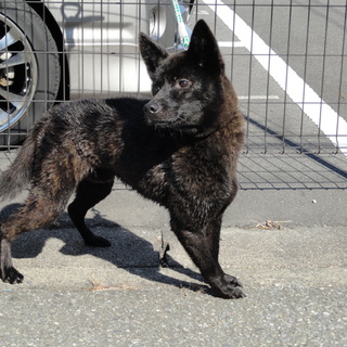 甲斐犬　オス　里親至急募集　お見合い中
