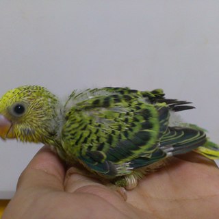 セキセイ 雛 オパーリングリーン