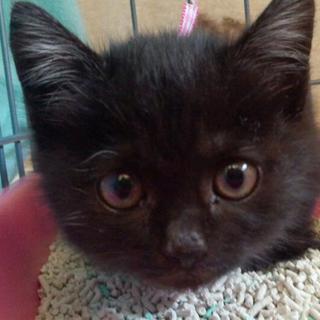 ひじき☆里親さま決定☆