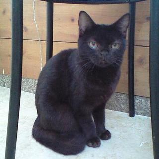 多頭飼育困難のため里親募集