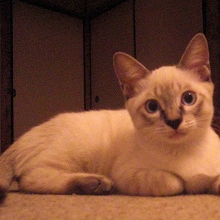 虐待のひどい地域より保護しました。