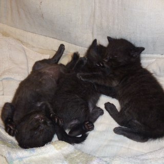 子猫ちゃん里親募集