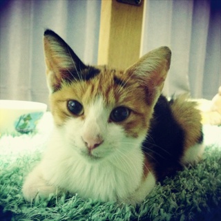 こねこちゃんの里親募集！