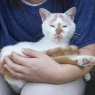 人懐っこいオス猫里親募集中です！