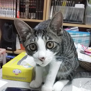 11ヶ月　♂です。