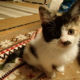 里親さん募集中です。