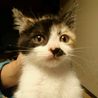 里親さん募集中です。 サムネイル3