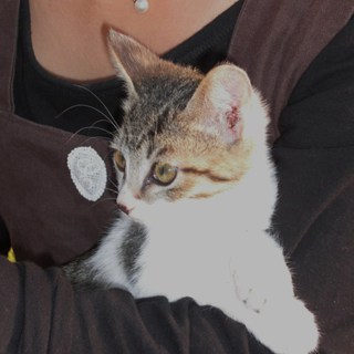 「ごまごろう」です！