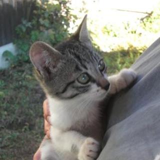 「ごまさぶろう」です！