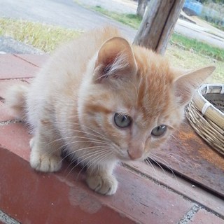 「ティー太」です！