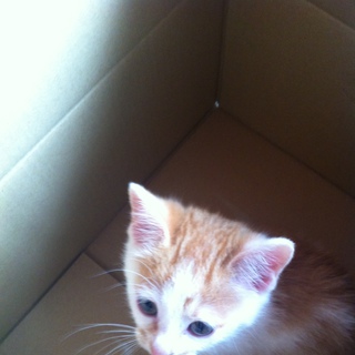 子猫里親さん募集