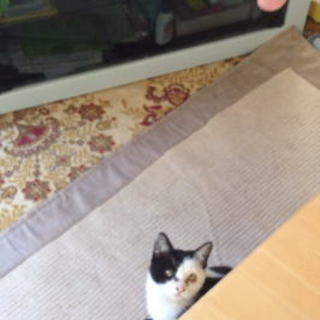 生後五ヶ月の男の子です☆写真、動画有り！