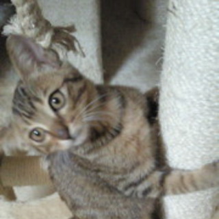 里親さま急募！！