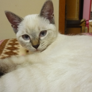 かわいい仔猫里親募集！！