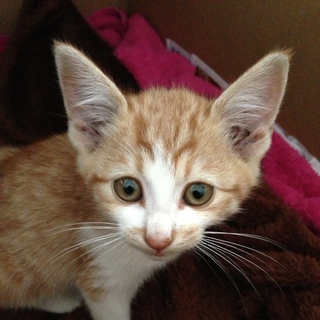 お願いします！