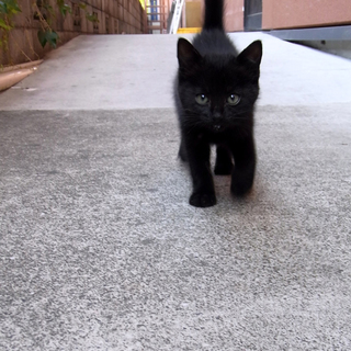 ★黒猫のジジくんです★