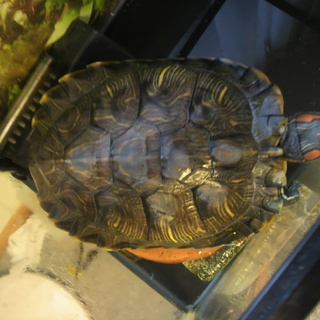 ミドリガメの里親