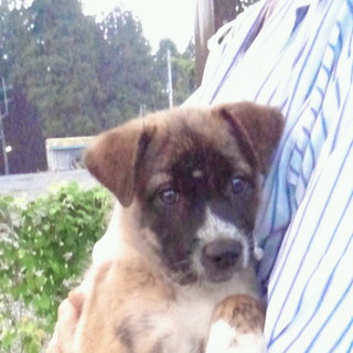 里親さん決まりました。　ありがとうございます。