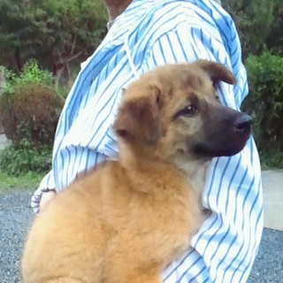 大人しい女の子です。