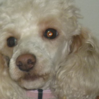 女の子のトイプードル！明るい性格