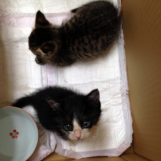 生後2ヶ月の男の子♪甘えん坊です☆