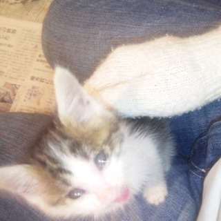 里親さん決定しました