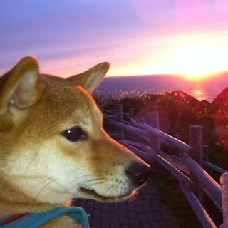 ２歳豆柴女の子の里親を募集します。