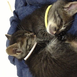 ふわふわ子猫（1ヶ月）の里親さん募集中