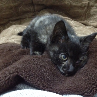 子猫里親募集！