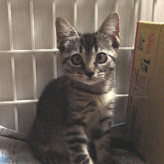 仲良し美猫二人組の里親さん募集！