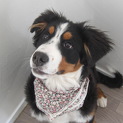 バーニーズマウンテンドッグ♀３才