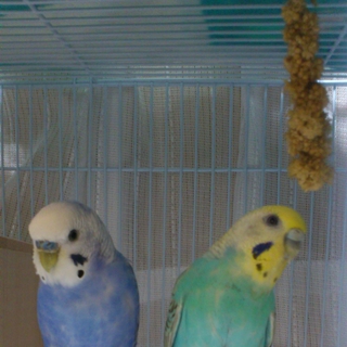 セキセイインコのペア