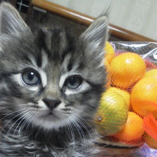 美形♂♀長毛きじとら