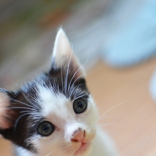 白黒ハチワレ　ジェリー君　　17匹多頭飼い崩壊