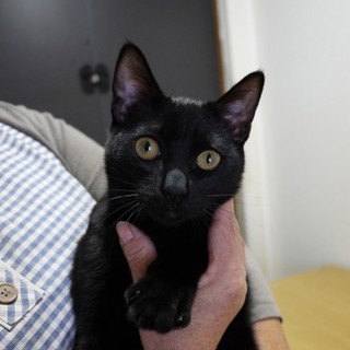 黒猫美形兄妹２匹！！