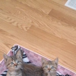 子猫の里親募集