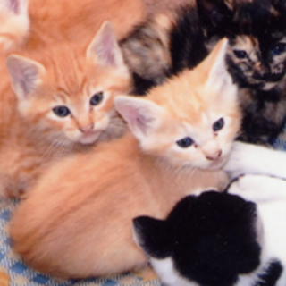 仔猫５頭