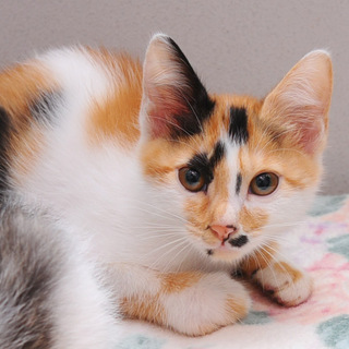 三毛猫の鶴ちゃん