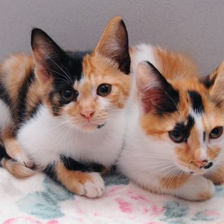 三毛猫の花ちゃん