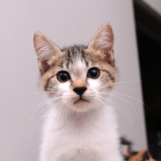 キジシロ猫の竹君