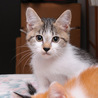 キジシロ猫の竹君 サムネイル4