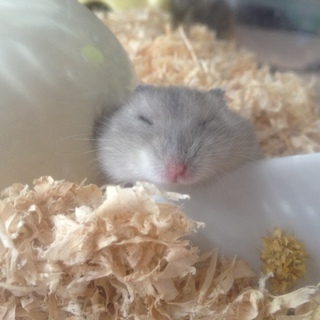 ジャンガリアン　ブルーサファイアの里親様募集中です。