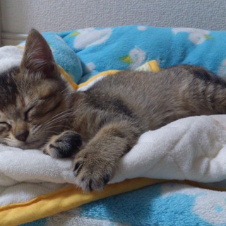 賢い仔猫の里親になって下さい・