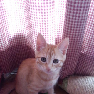 茶とらの里親さん募集中です