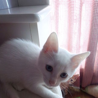 青い目のしろちゃん里親さん募集です